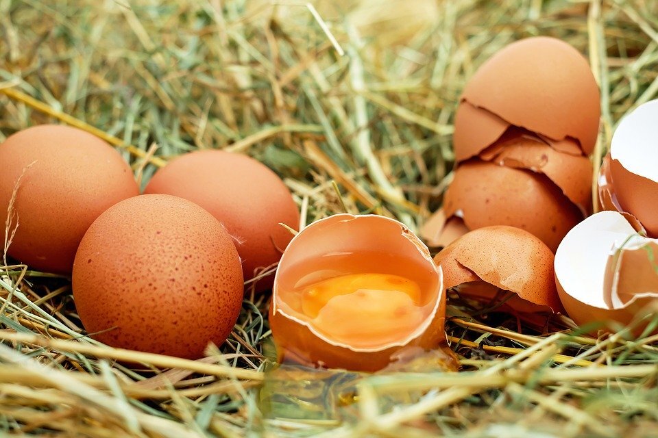 https://cdn.pixabay.com/photo/2016/07/11/19/40/egg-1510449_960_720.jpg