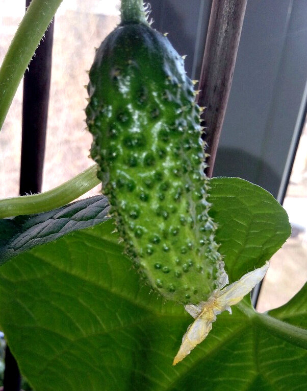 Фото Ирины Крупкиной