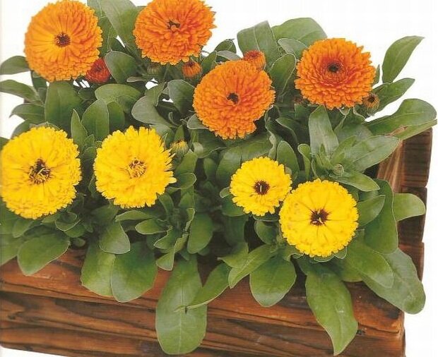 Калипсо(Calypso). Ссылка на изображение: https://www.anapnoes.gr/wp-content/uploads/2014/04/Calendula-officinalis-in-the-garden.jpg