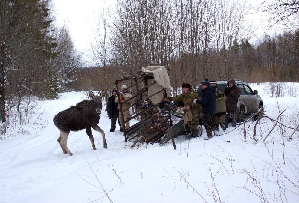 Я уже рассказывал, что в Нижегородской области жители деревни вытащили лося, который угодил на Волге в полынью. Лось был сильно истощен, и самостоятельно бы не выжил. Добрые люди на время прописали его в гараже, обеспечили питьем и питанием. Лось за несколько дней восстановил форму и был готов к новым свершениям. Операция по его депортации из гаража на волю напомнила еще одну фазу спасательной операции, но в итоге все получилось так, как и было задумано. 