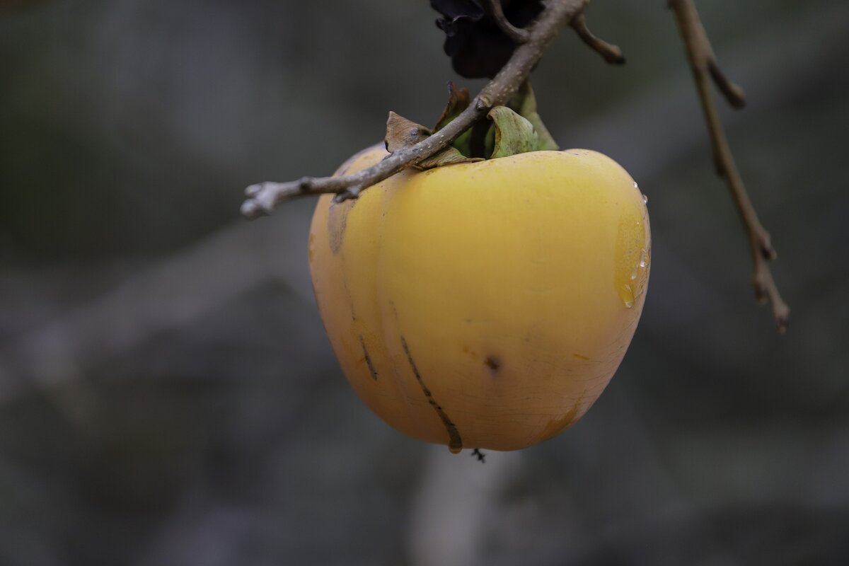 Haki one fruit. Плод хаки.