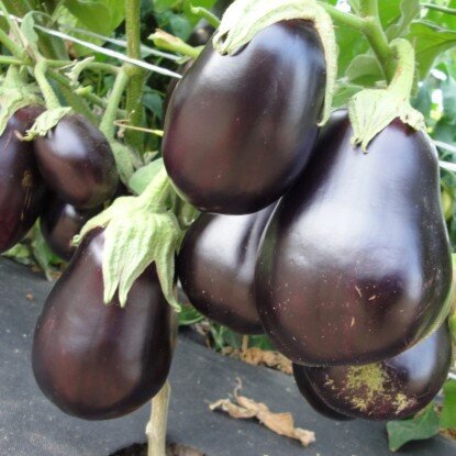 Источник: procvetok.ru