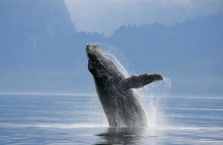 Фото взято из яндекс картинки