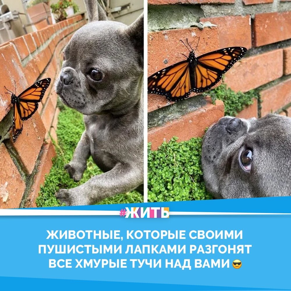 Иногда для бодрости духа нужно, чтобы кто-то погрыз ваш подбородок или состроил милую мордашку. Но где же взять себе такого пушистика? Мы подобрали для вас фотографии с харизматичными и обаятельными животными, которые смогут  немного поправить ситуацию😉😁

Мы хотим, чтобы вы всегда излучали хорошее настроение, и пушистые симпатяги здесь как раз для этого😻

#жить #проектжить