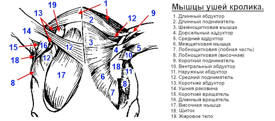 Иллюстрация с сайта https://pokcer.ru
