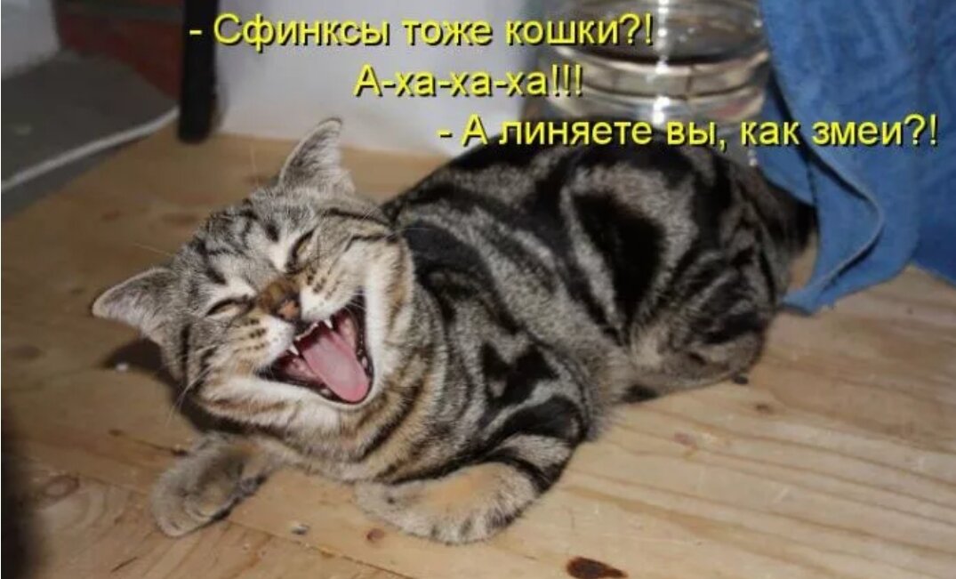 Кошка тоже человек