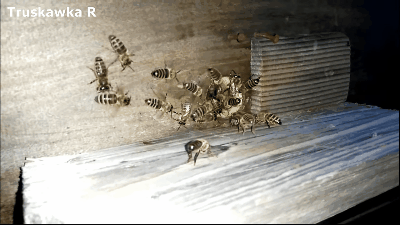Пчелы и алкоголь: кто и зачем спаивает пчел? Как ведут себя пчёлы-алкоголики (как люди)
