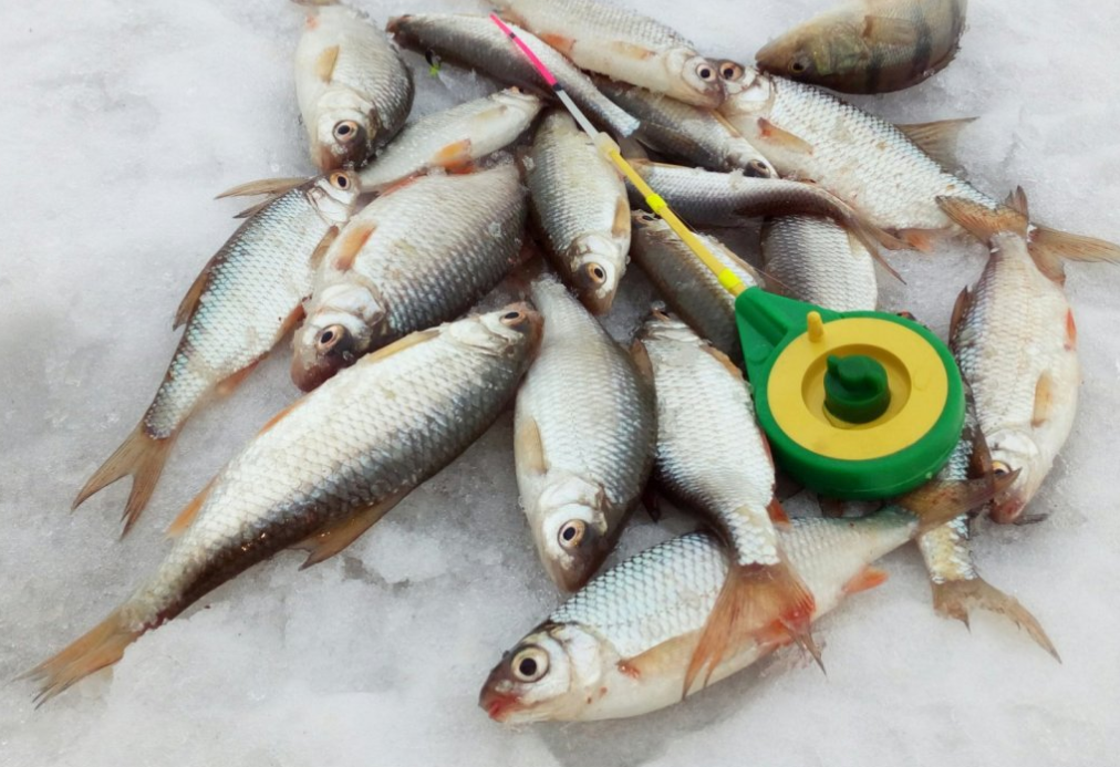 Фото: FishingSib. Пользователь O.S.M.