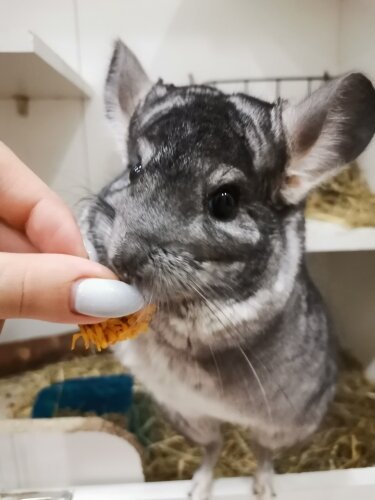 Наш питомец. Шиншилла по кличке Бублик. Кстати, дом для него мы тоже сделали своими руками, поэтому какой-никакой, а опыт в строительстве у нас уже есть)