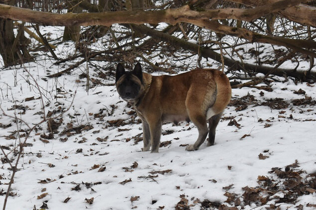 Это мама щенков.