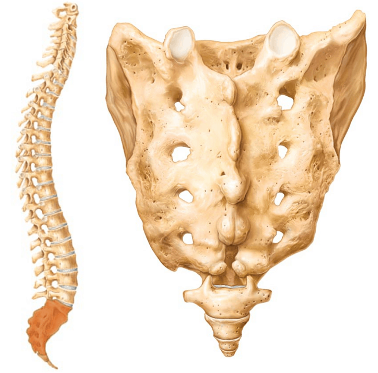 Download Spine - Lumbar Vertebral Column Png Image With No Vertebra Lumbar Png,S