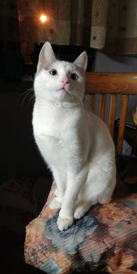 Теперь такой он стал, тот маленький бездомный котёнок