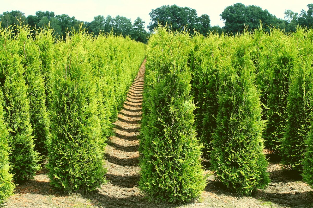 Thuja occidentalis Honeywood купить