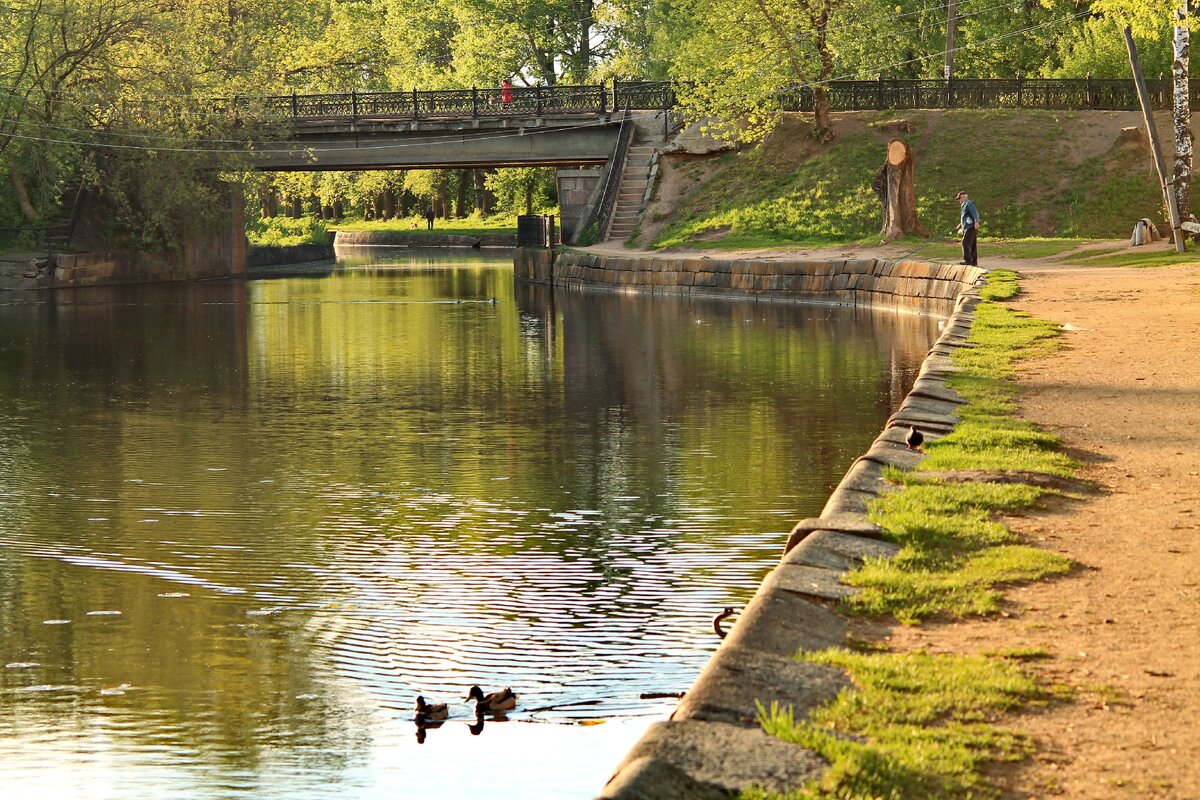 Голубь из реки 🕊 | 9288 км | Дзен