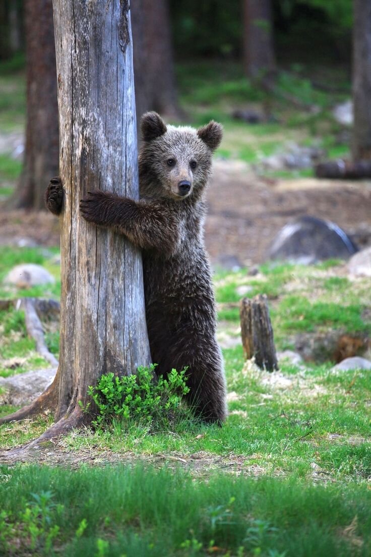 Взято из интернета.