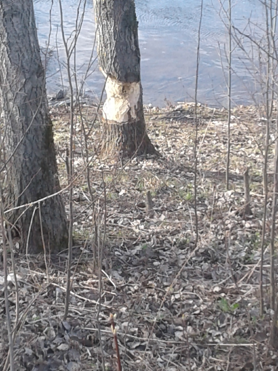 Бобры потрудились