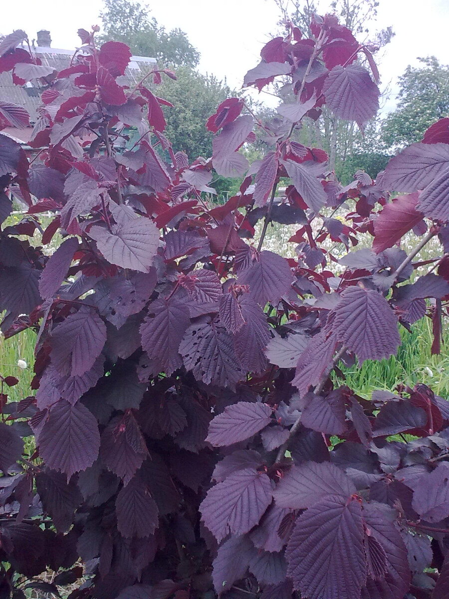 Corylus avellana С†РІРµС‚С‹