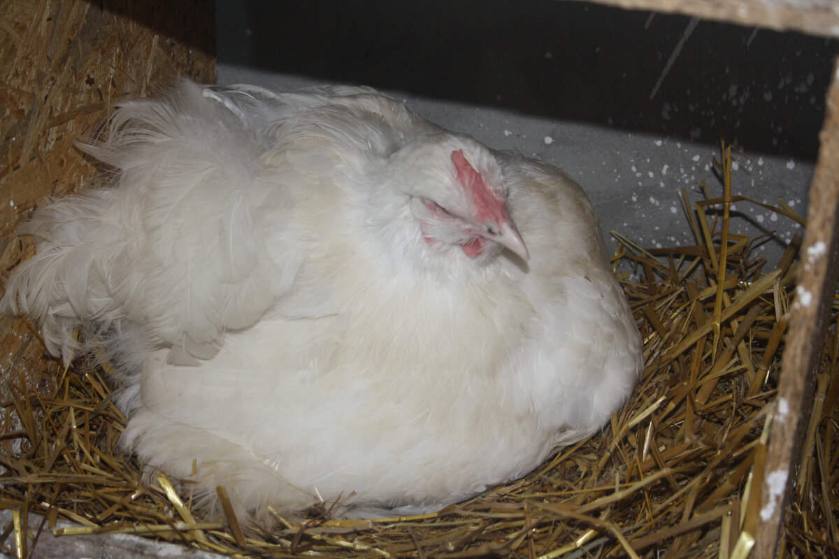 Яйца  не должны "торчать" наружу из под наседки!