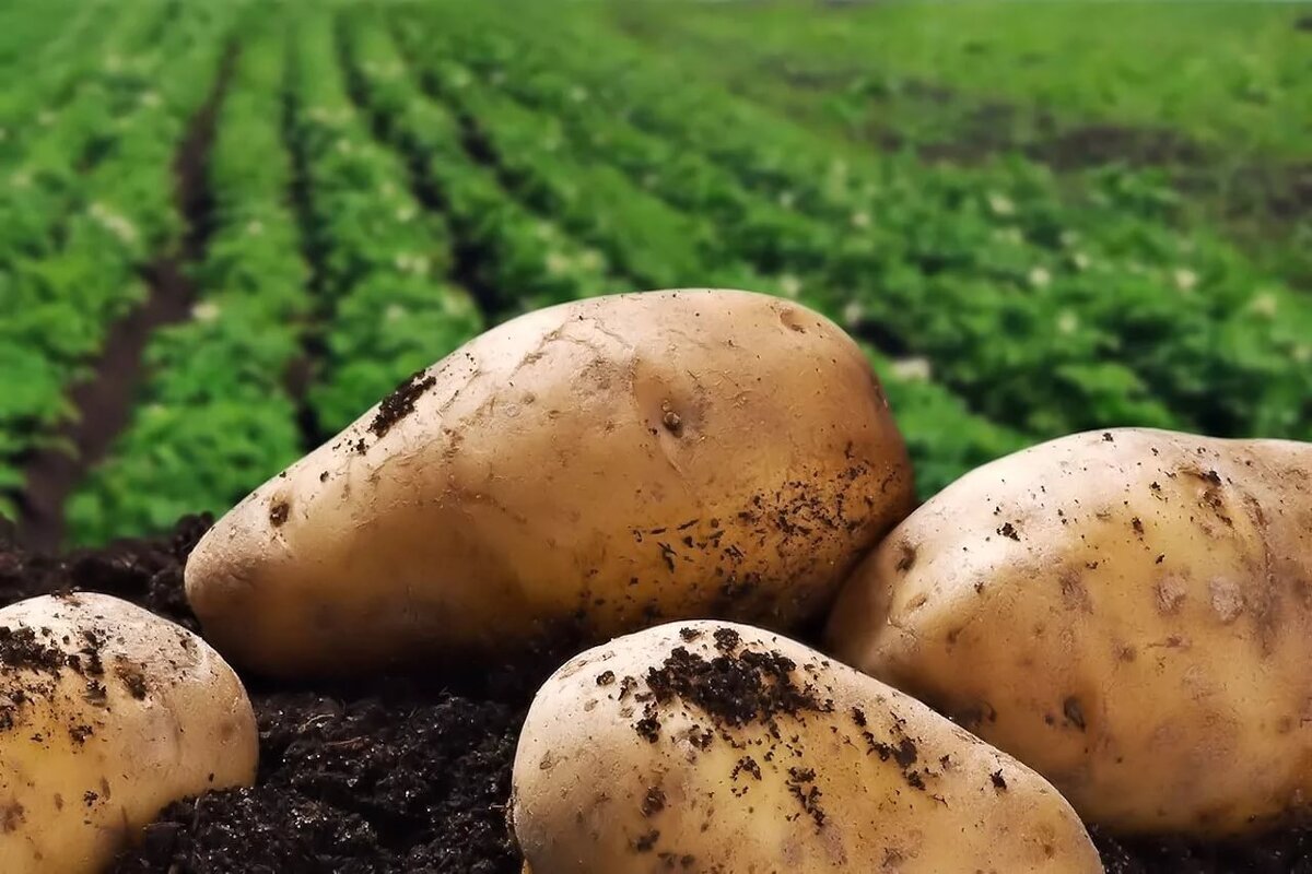 Почва урожай картофеля. Семеноводство картофеля. Картофель на грядке. Крупный картофель. Посадка картофеля.