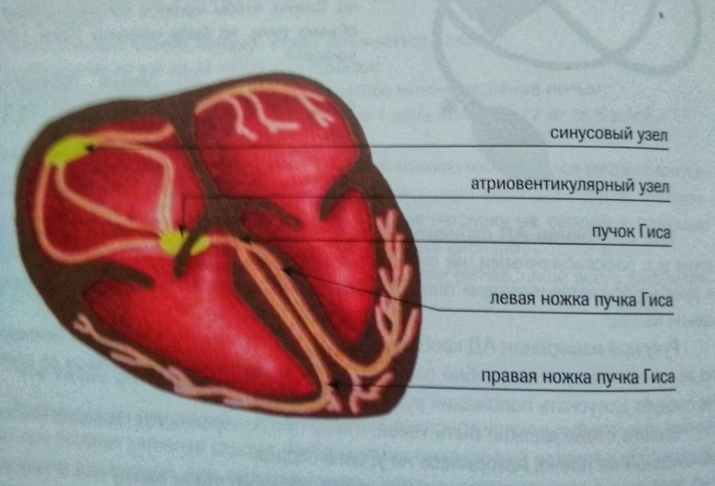 Проводящая система сердца