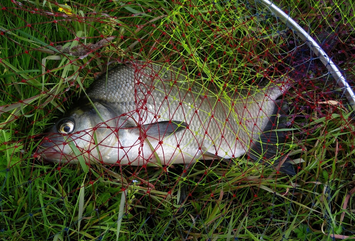 Любит рыба, когда ее вкусно и много кормят и с эти трудно спорить...