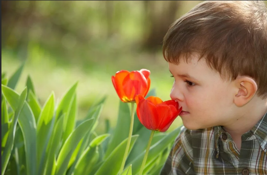 Мальчик воняет. Тюльпан для детей. Ребенок нюхает цветок. Мальчик с ландышами. Мальчик нюхает цветок.