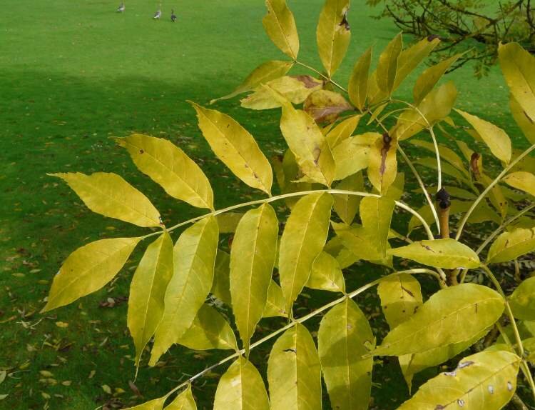 Лист ясеня. Ясень обыкновенный Fraxinus Excelsior l.. Fraxinus Americana листья. Клен ясенелистный лист осенью. Клен ясенелистный Аурея.