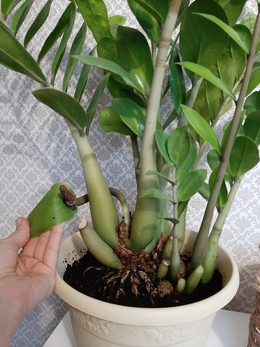 Растение отцвело , во время цветения бутон имеет светлый молочный окрас .