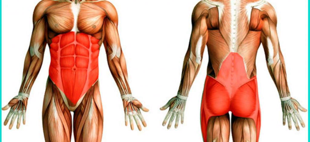 мышцы кора
фото с сервиса Яндекс.Картинки 