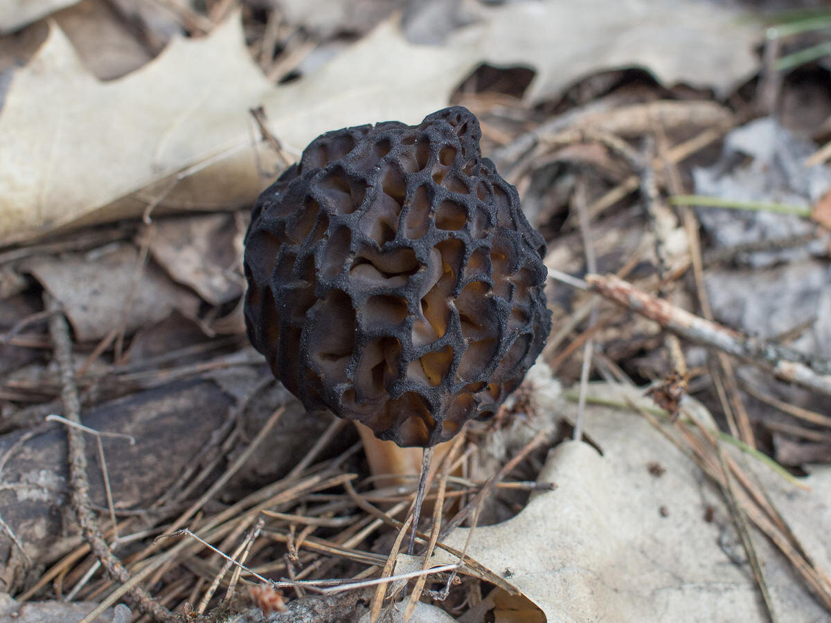 Весенний гриб похожий на сморчок. Сморчки грибы. Сморчки грибы несъедобные. Строчок обыкновенный ядовитый.