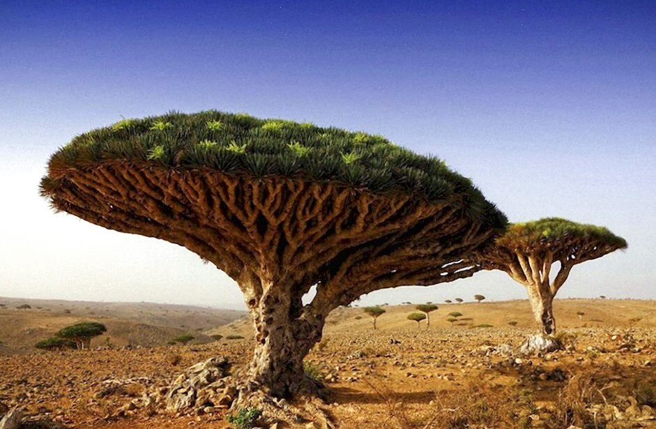 Необычные деревья