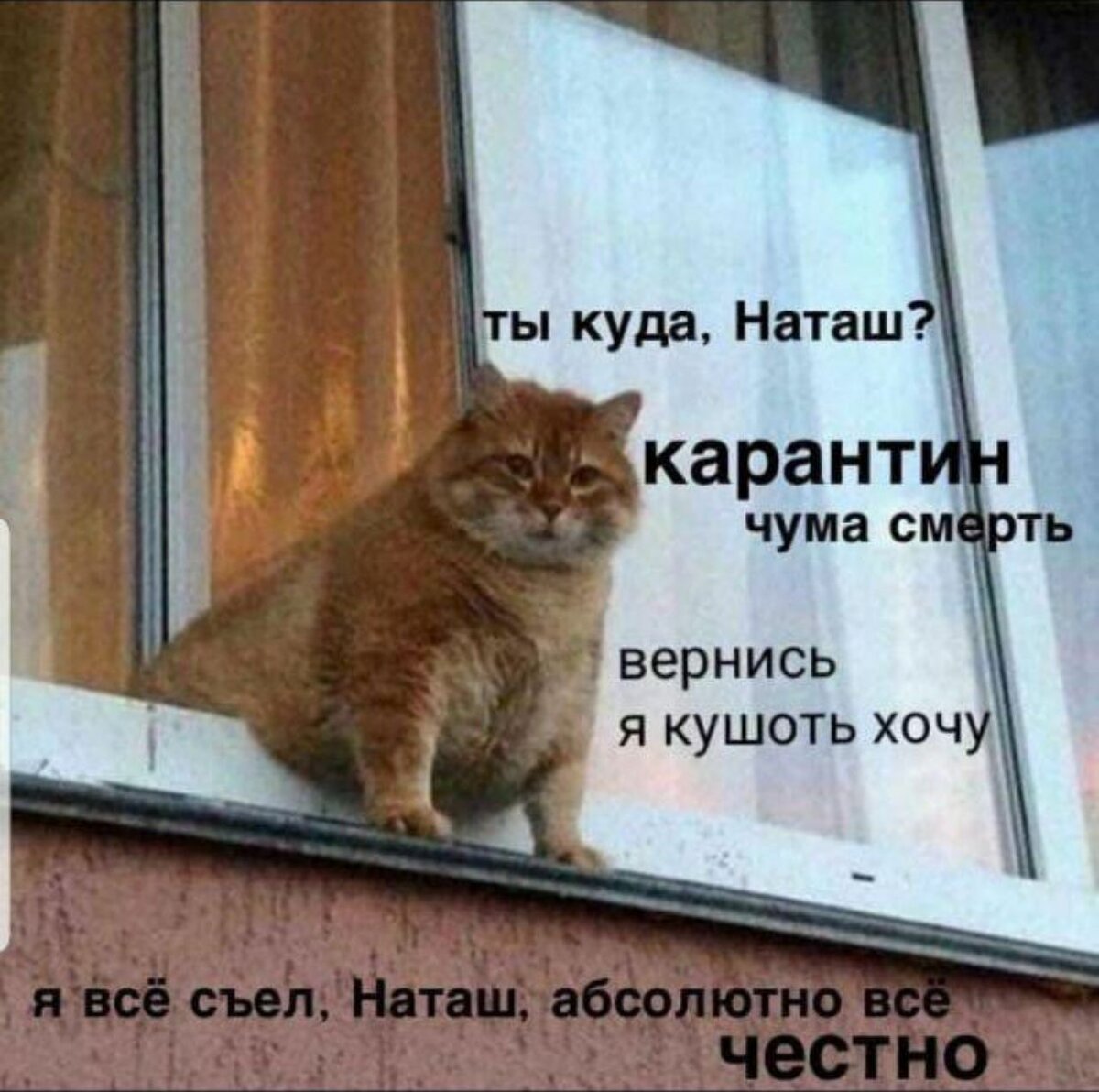 Все котики на карантине 