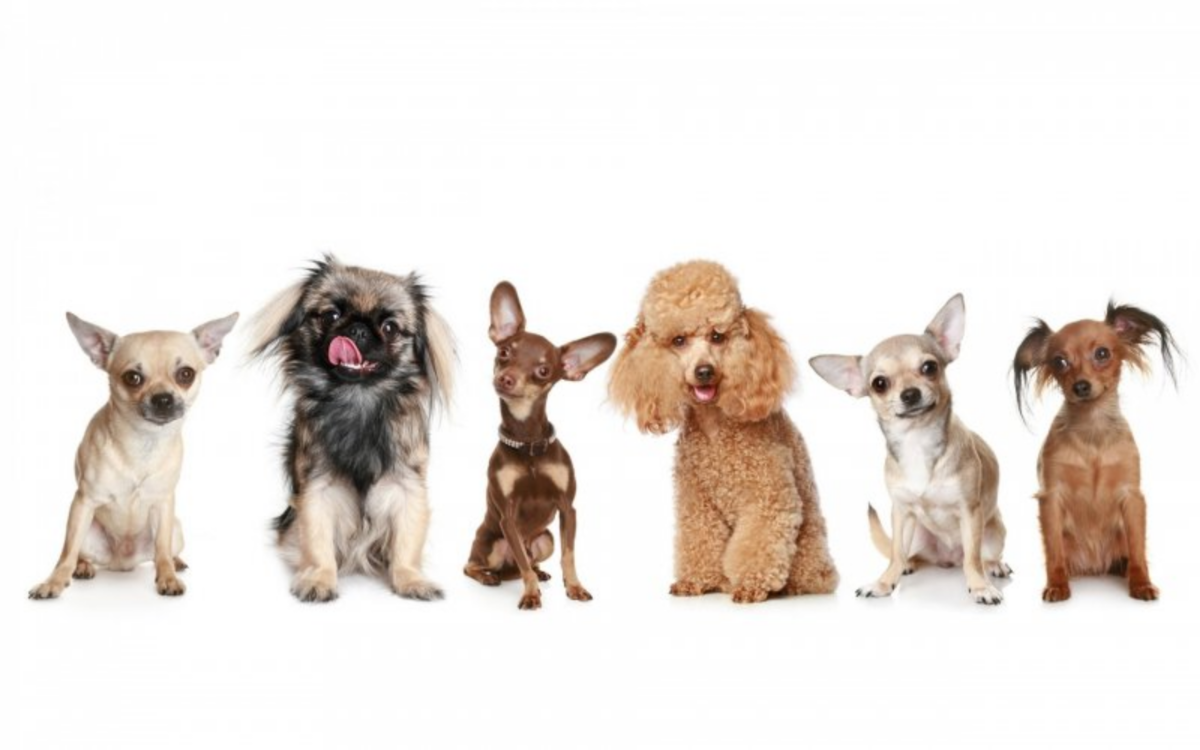 Топ 20 маленьких пород собак: название и фото. | Домашние животные - самое  важное | Дзен