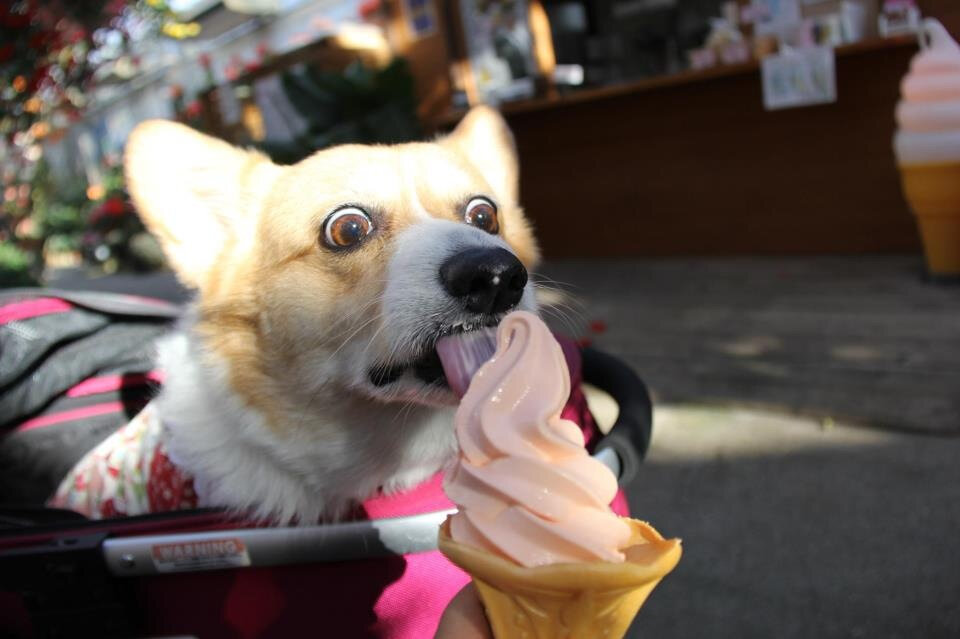 Источник фото: doggos ru