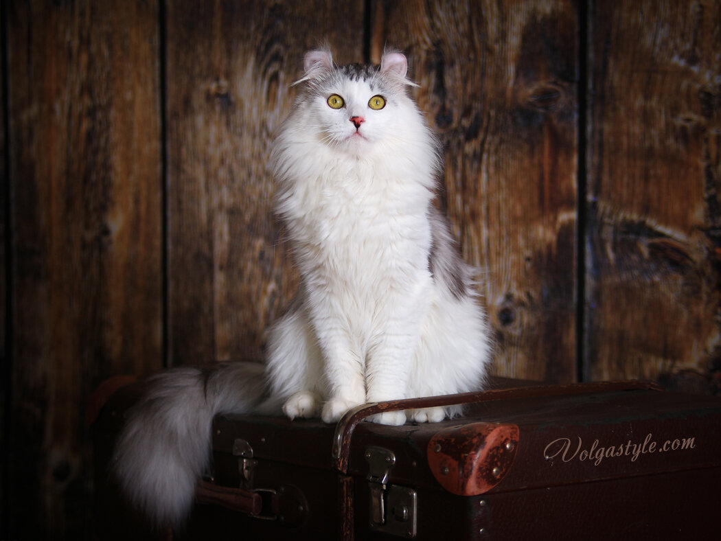 Nissan President Volgastyle - кот породы Американский кёрл длинношерстный.