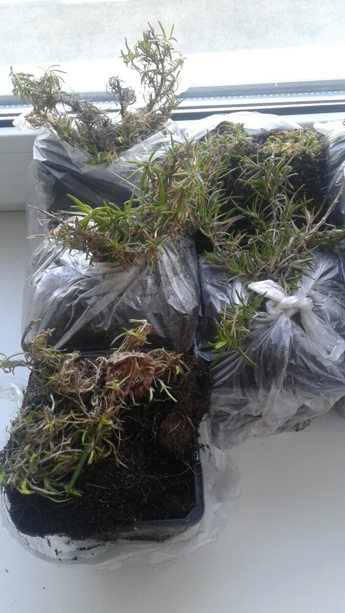 Такими мне пришли семь сортов флокса шиловидного весной прошлого года