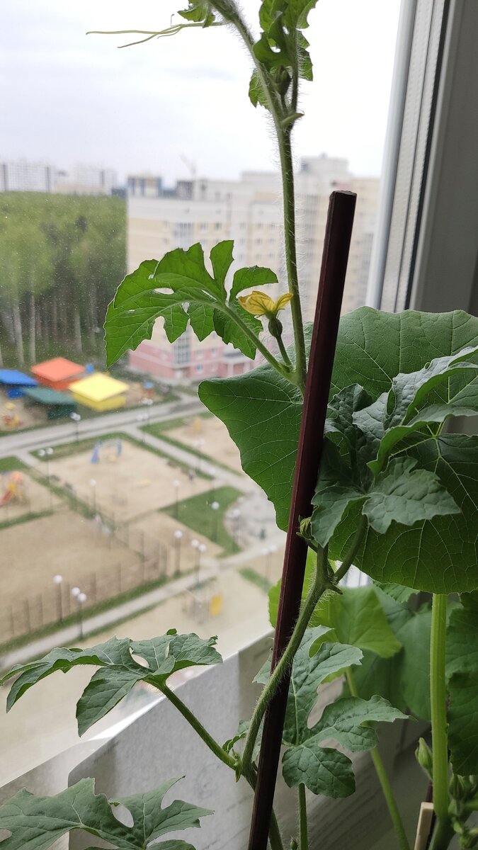 Завязался первый плод арбуза