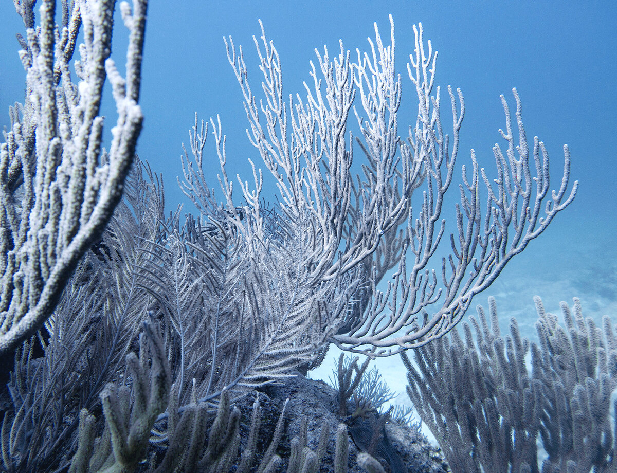 Коралл потерял цвет