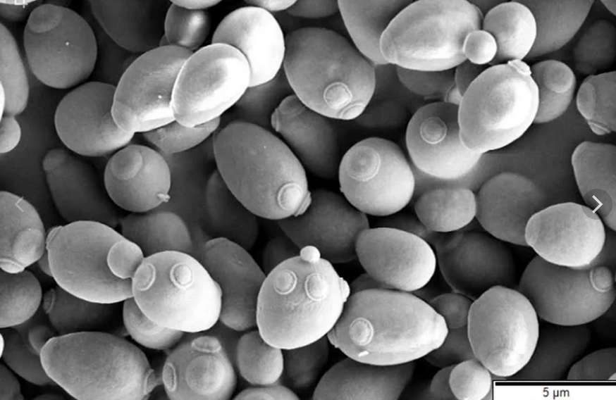 Saccharomyces (Сахаромицеты)