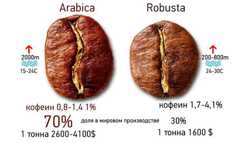 Сравнение зёрен сорта арабика и робуста