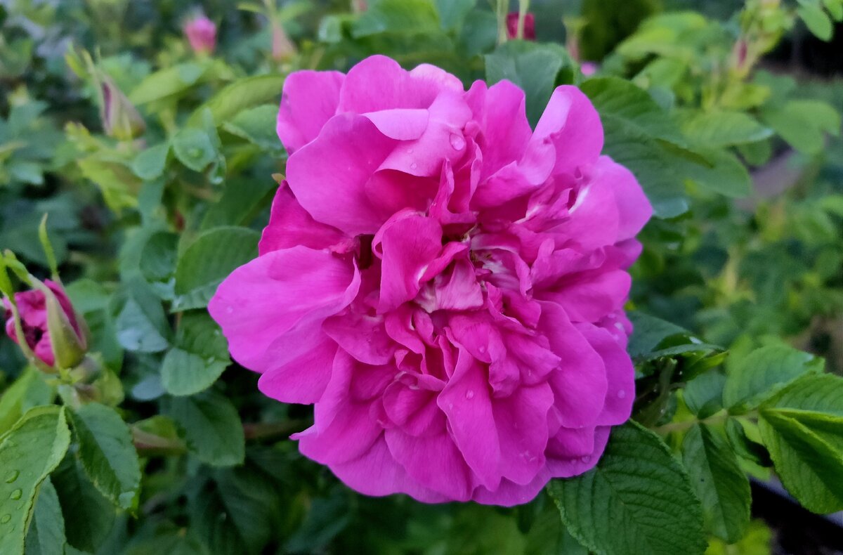 Роза ругоза Hansa