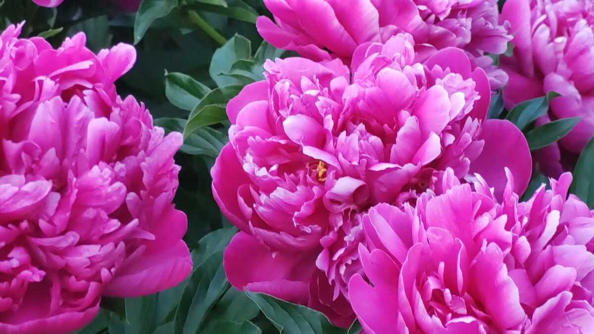 Фото Лиана Романова