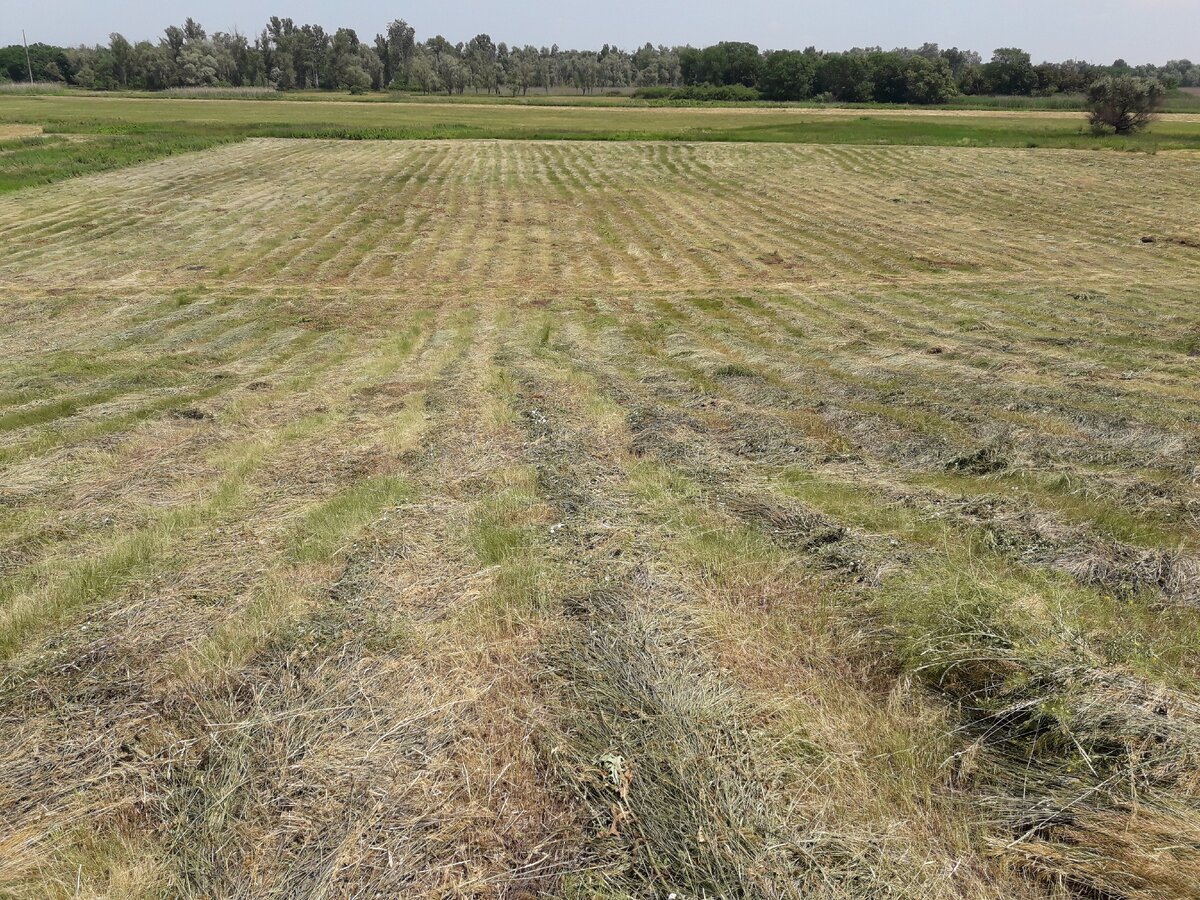 Фермерские сенокосы. Ходить с металлоискателем одно удовольствие