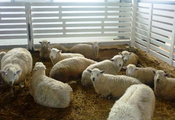 Выборы 1 июля, иллюстрация 