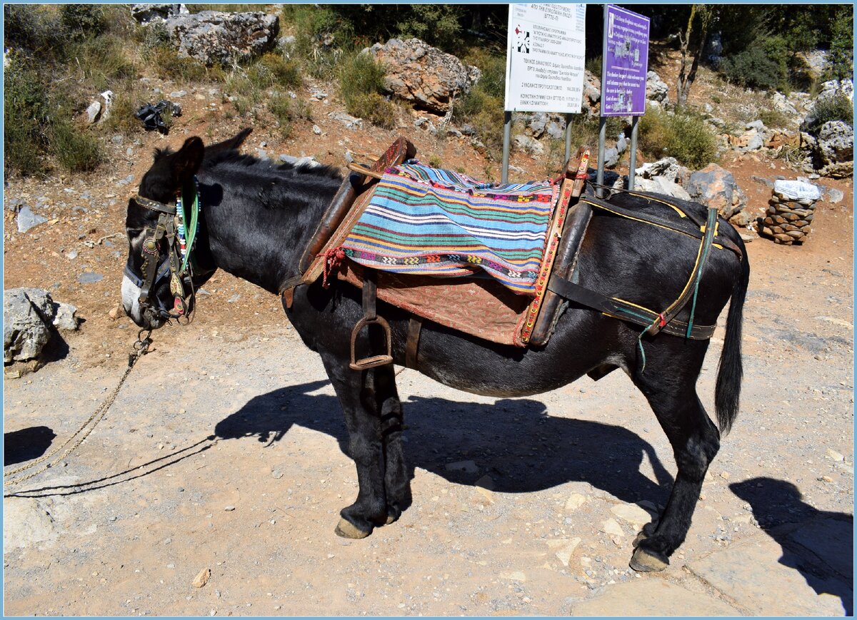 Милый трудяга, который в день делает по нескольку десятков восхождений к пещере. таща на себе не всегда детишек, часто - большущих леди весом за центнер...