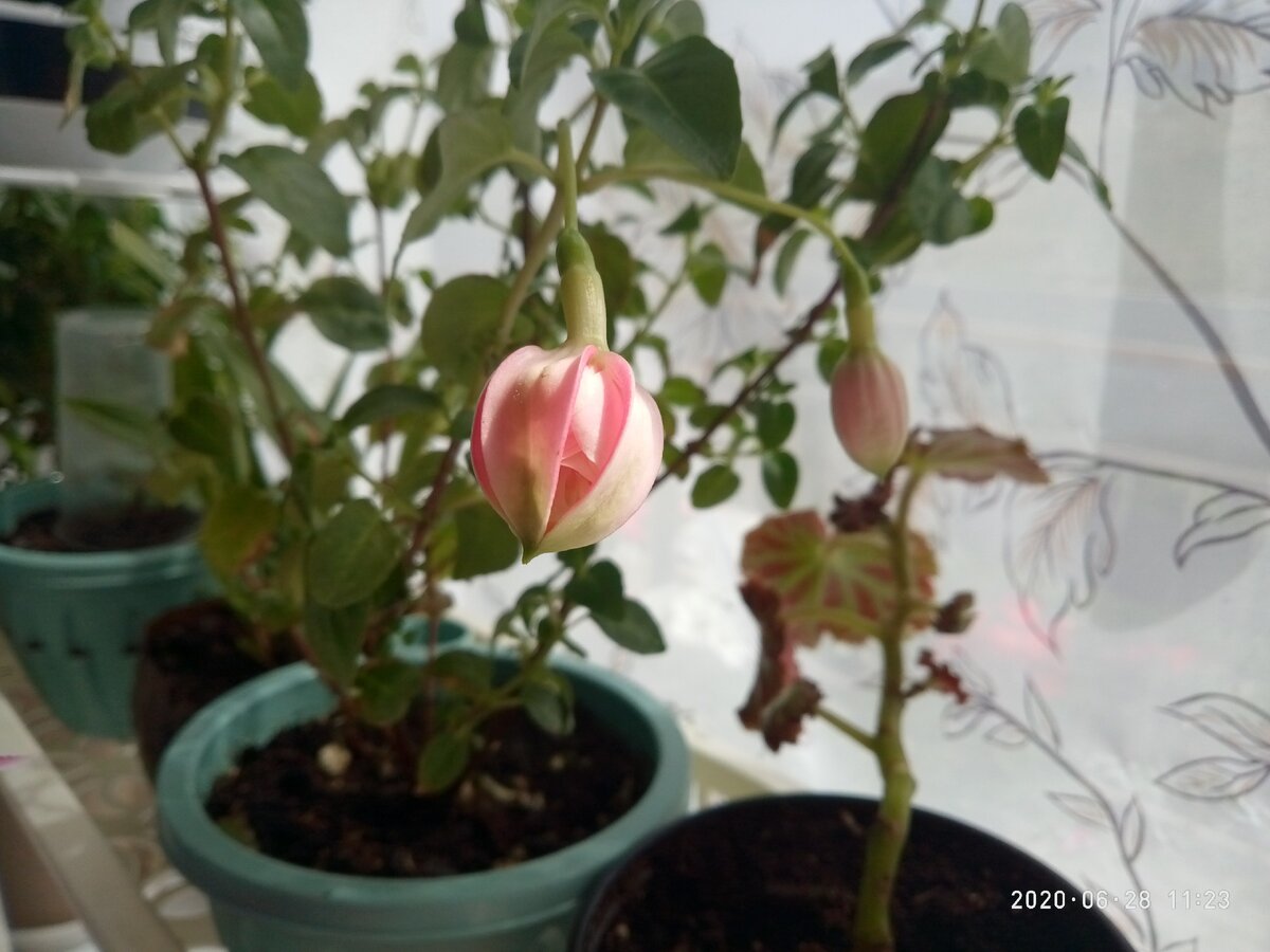 Два одиноких бутончика. 