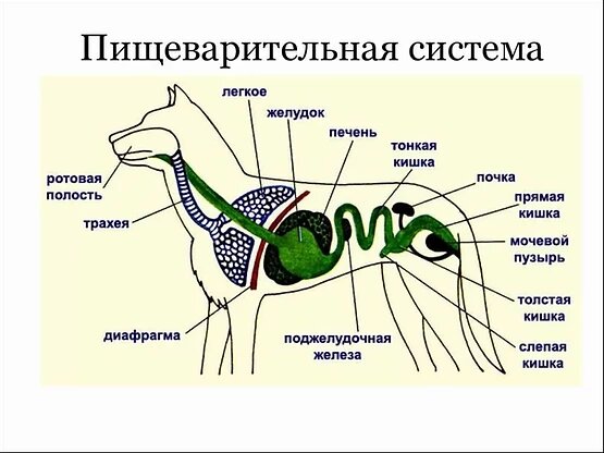 Пищеварительная система

