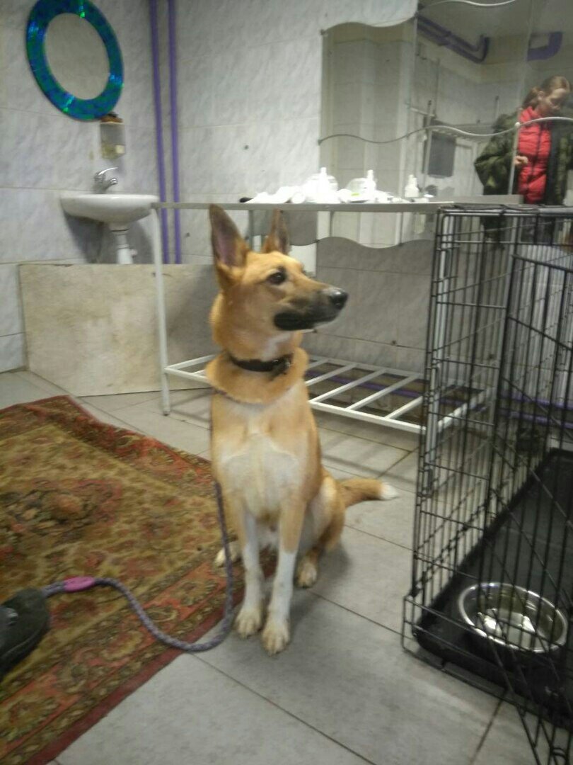 Фокс в приюте (1 фото) и вот такой он был, когда мы его забрали оттуда (2 фото)