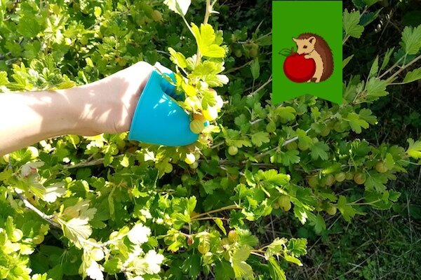 Лайфхак по сбору крыжовника. Сбор смородины. Приспособа для сбора крыжовника. Как подвязать колючий крыжовник. Приспособление для сбора смородины из пластиковой бутылки.