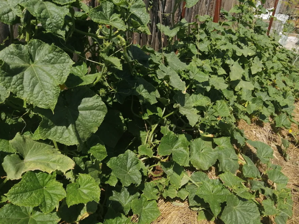 В принципе огурцы и так неплохо выросли, однако из-за жары некоторые листья начали желтеть и кусты прекратили рост.